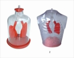 Lung demonstration