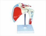 Big adult shoulder joint /muscle ligament painted