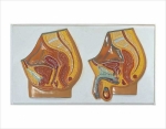 Relief model of human genital system
