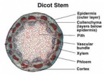 Model Dicotyledon Plant Stem