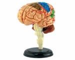 Model of Human Brain