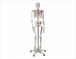 Model of human skeleton