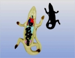 Lizard Dissection Model