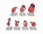 Models of the hearts of vertebrates