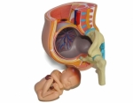 Mini Human Parturition