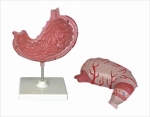 Human stomach model