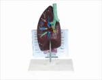 Chinese desk type,anat-trachea/lung model w/description plate