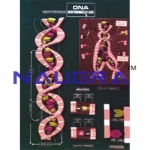 Model Of DNA