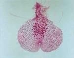 Fern prothallus.w.m