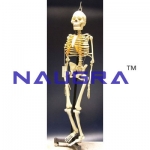 Human Skeleton Model