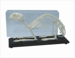 Cat skeleton