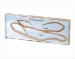 Specimen of pig roundworm