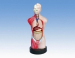 Miniature Human Torso