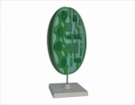 Model of chloroplast