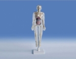 Model of transparent human(42cm)
