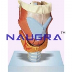 Larynx Full Size-2 Parts