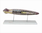 Model of planarian