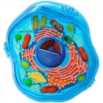 Model of Animal Cell