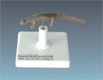 Model of northmost little fish