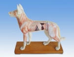 Dog acupuncture model
