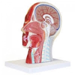 Half head with musculature blood vessels nerves