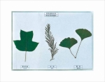 Herbarium of Rare plant leaf