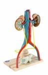 Model Urinary System