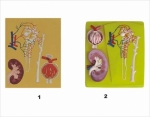 Human Kidney, Nephron And Glomerulus