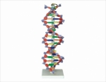 DNA Structure