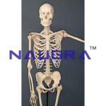 Human Skeleton Laboratory Equipments Supplies