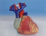 Model of human heart (mini size)