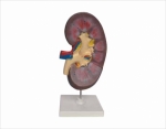 Human Kidney