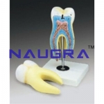 Human Tooth Model