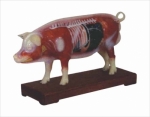 Pig acupuncture model
