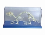 Rabbit skeleton