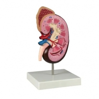 Model of Human Kidney