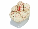 Human Brain With Arteries