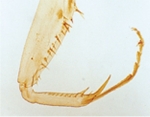 Insect grasping leg.w.m