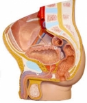 Model of anat perineum (male)